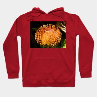 Protea Pincushion Hoodie